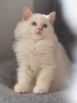 Kocurek  Ragdoll do adopcji