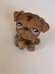 Lps 881 buldog pies