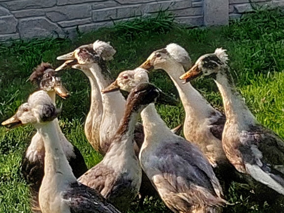 Kaczki holenderskie czubate