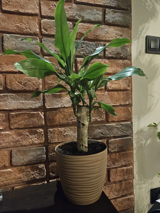 Dracena piękna, dorodna