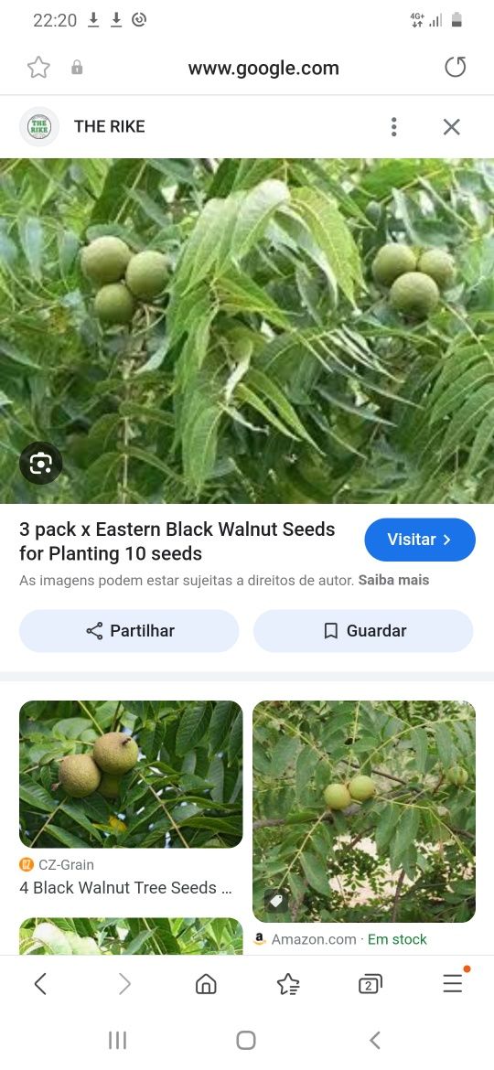 Sementes de Nogueira preta ou americana