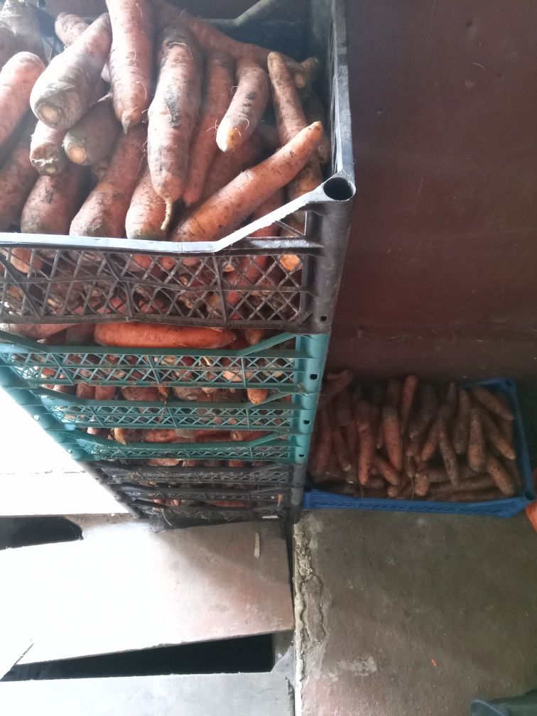 Продам морковь опт роздріб