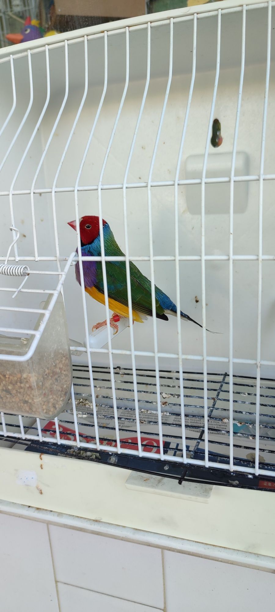 Diamantes de Gould