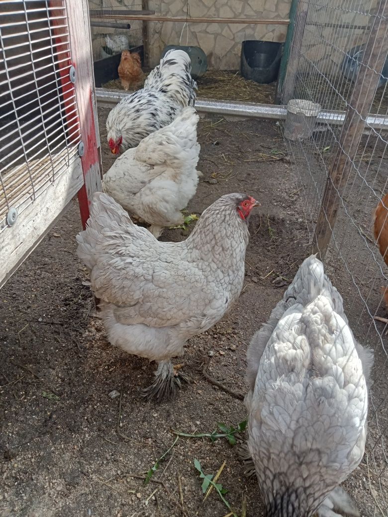 Ovos galados raça Brahma
