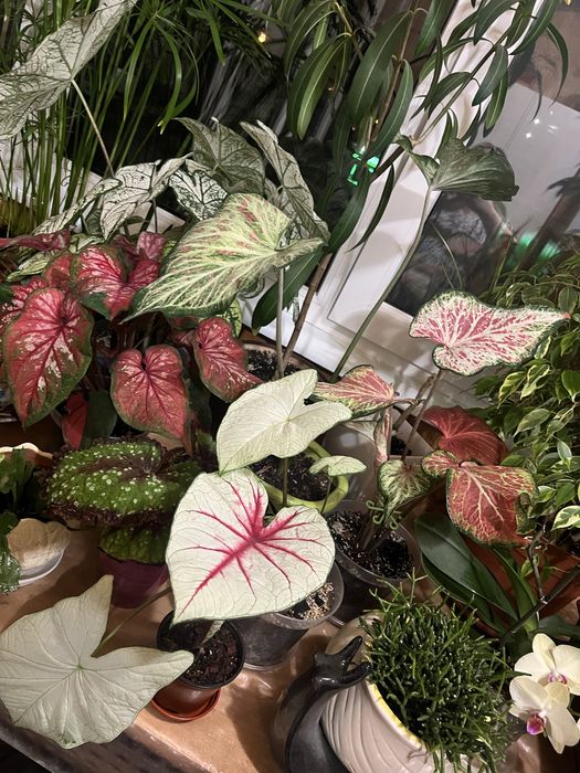 Каладіум бульба каладіума