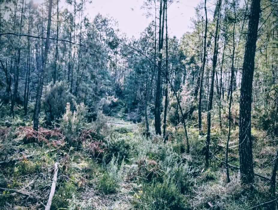Pinhal para venda 30.000€