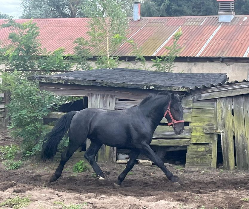 Kary ogier śląski 3lata