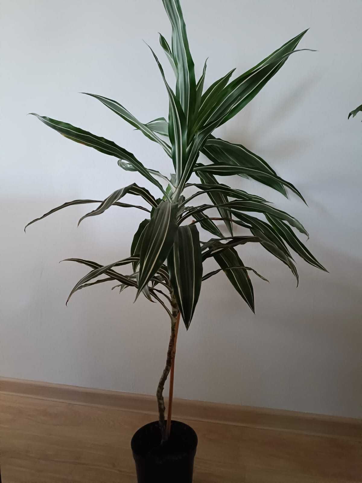 Monstera Hoja Asparagus Difenbachia Dracena i inne kwiaty doniczkowe