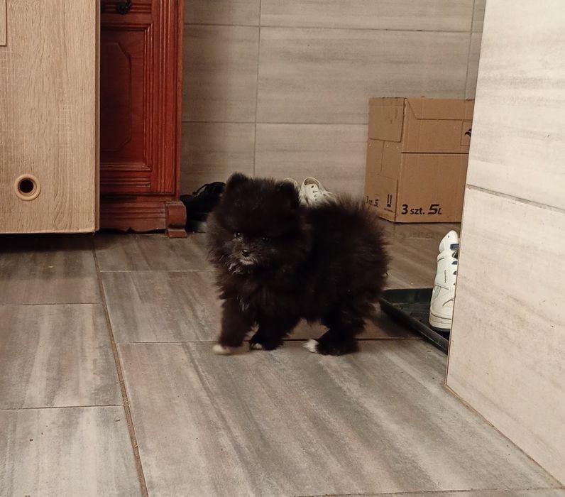 Szpic miniaturowy suczka