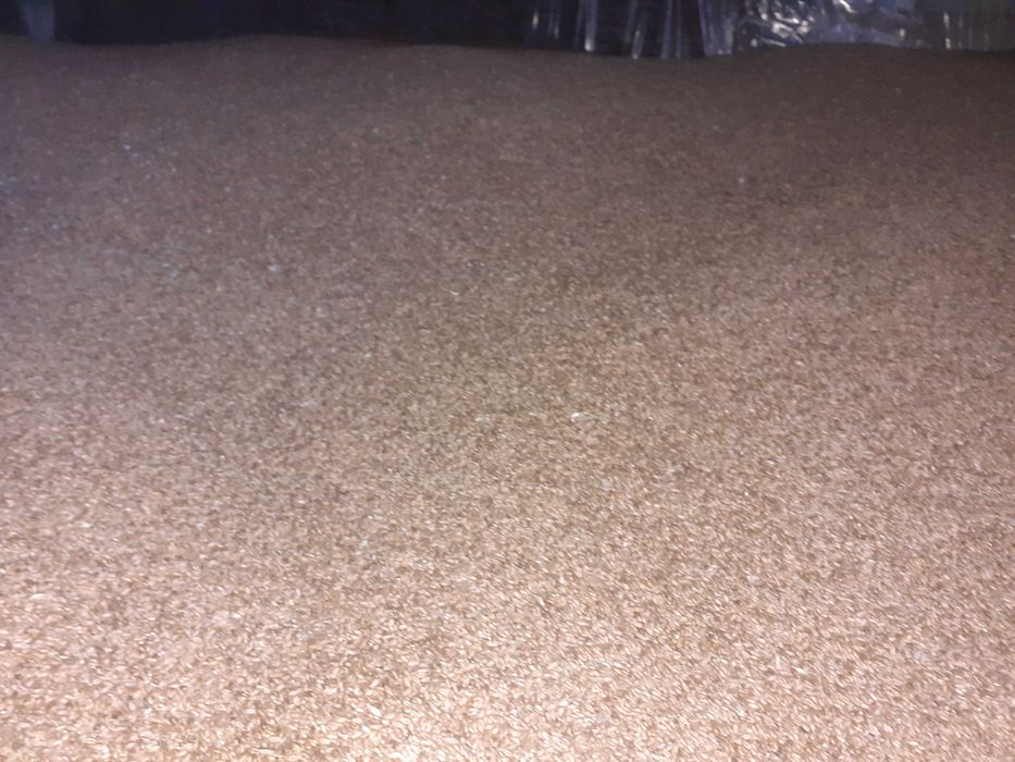 Pszenica owies i żyto