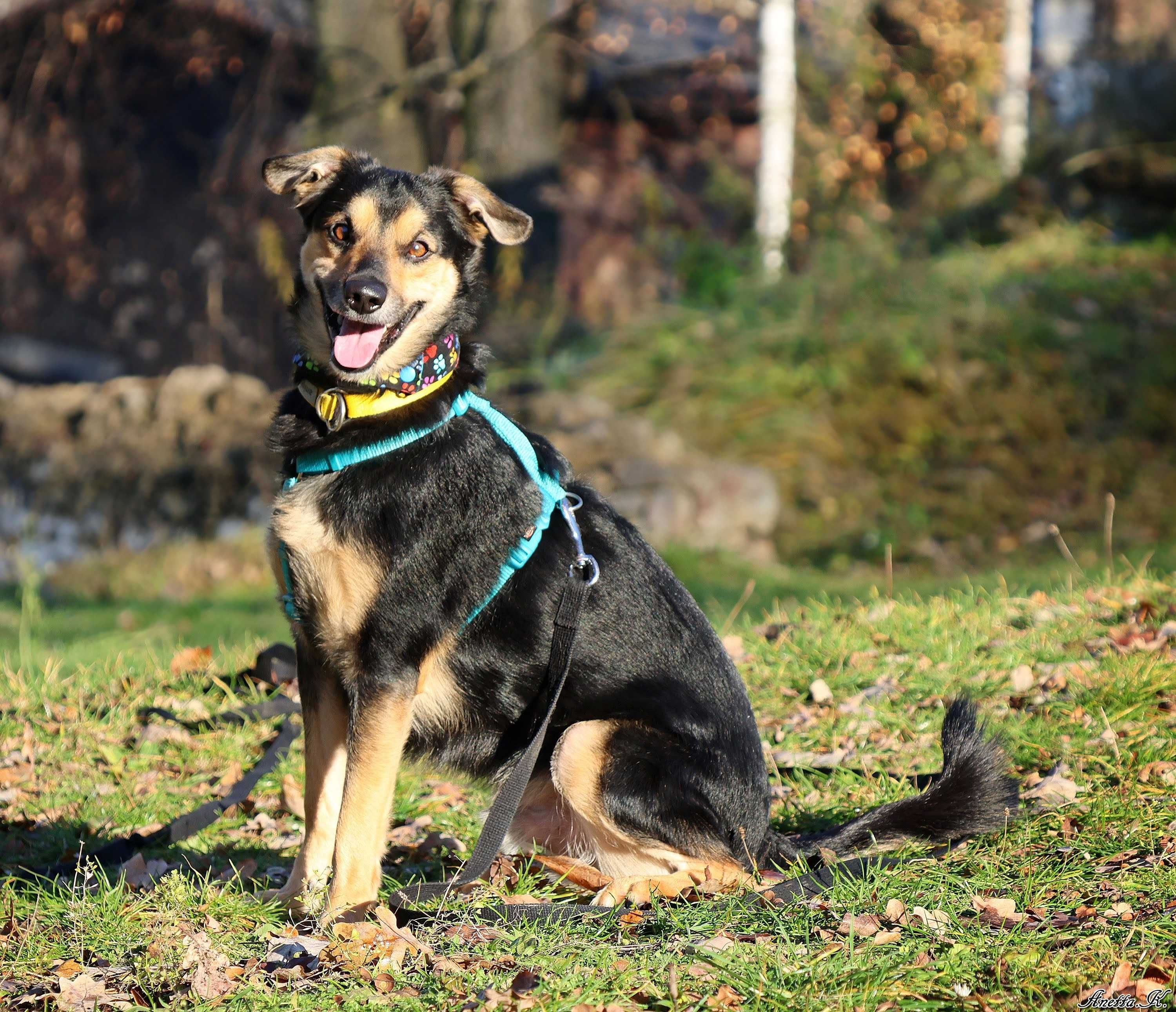 Adoptuj Niko - Pies, który zasługuje na kochający dom