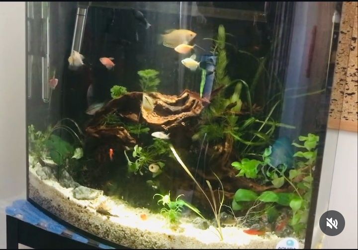 Акваріум панорамний овальний 75 л (60×21/30×49), 6 мм, б/у