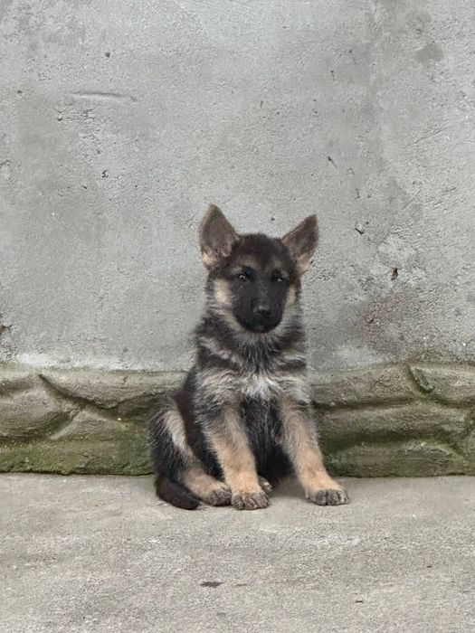 Продам цуценят німецької вівчарки