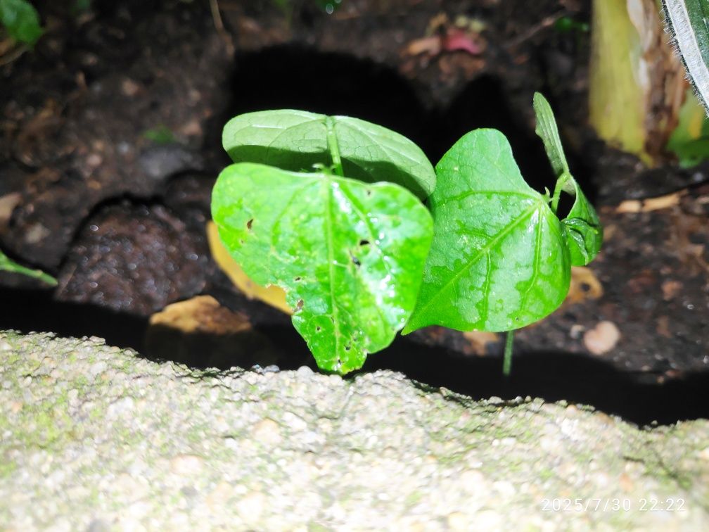 Planta já germinada de Vigna Caracala