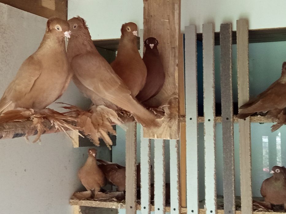 Wywrotki wschodniopruskie