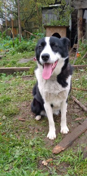 Пес лайка в добрі руки