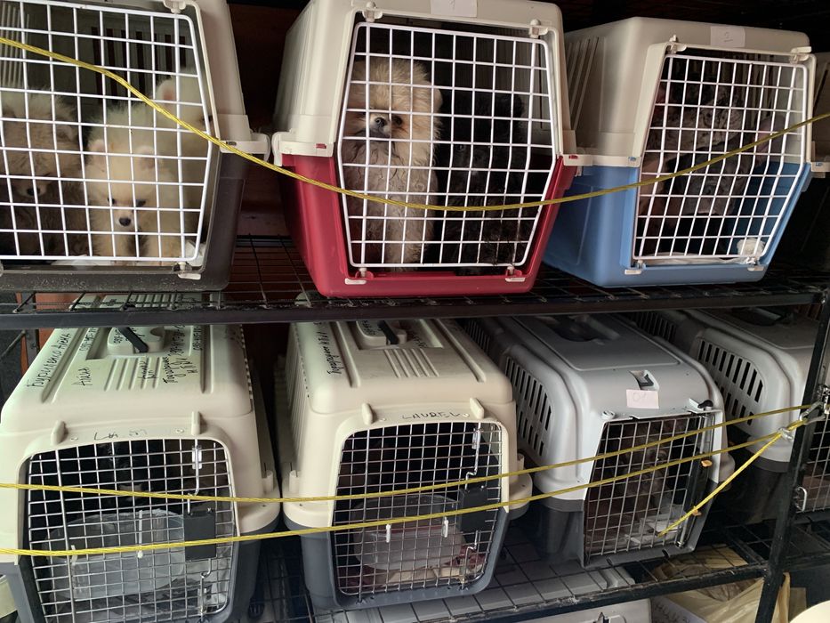 Доставка тварин в Європу. Перевезення 24/7. Доставка животных, pets EU