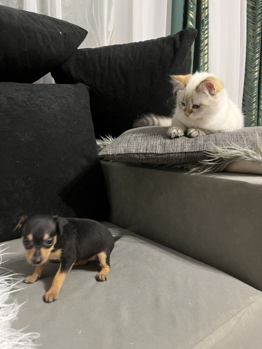 Pińczer miniaturowy ratlerek