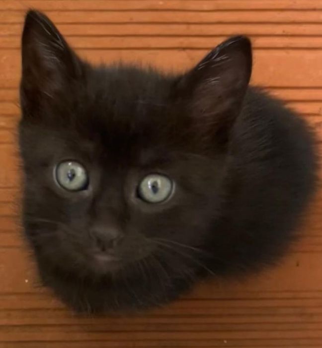 Gatinhos para adopção