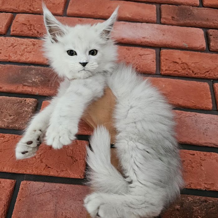 kocurek Maine coon rodowód fpl FIFe do hodowli