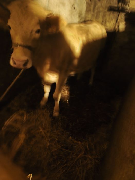 Vitela Red Angus