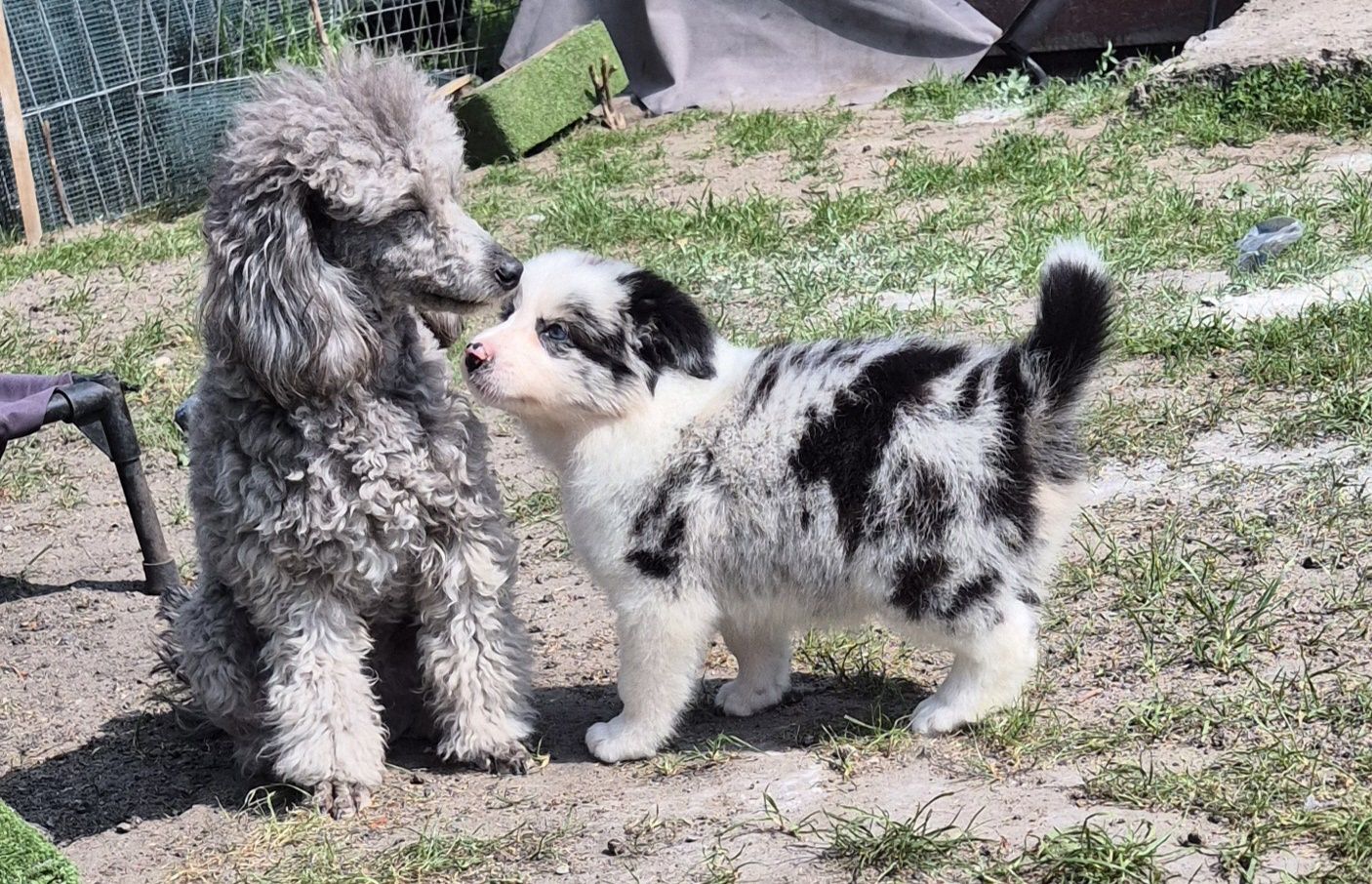 Suczka border collie