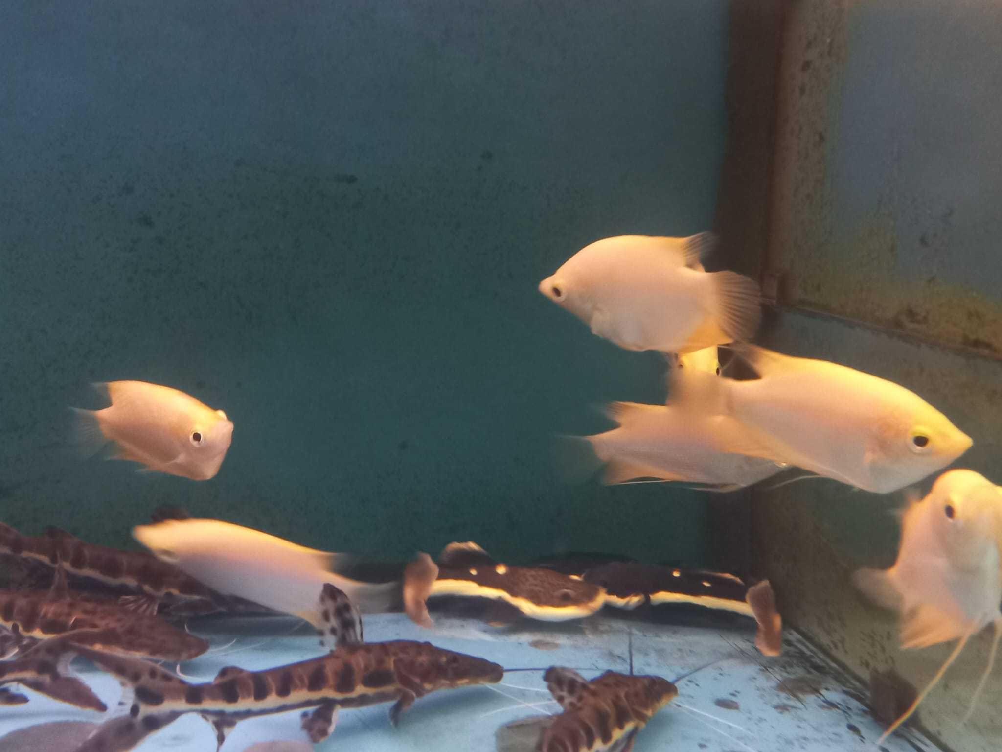 Gourami gigante \ Osphronemus gourami GOLD 8-10cm