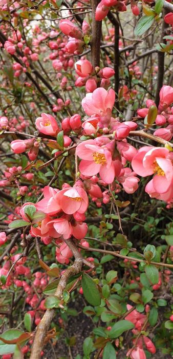 Pigwowiec, sadzonki 5 szt - _wysył.