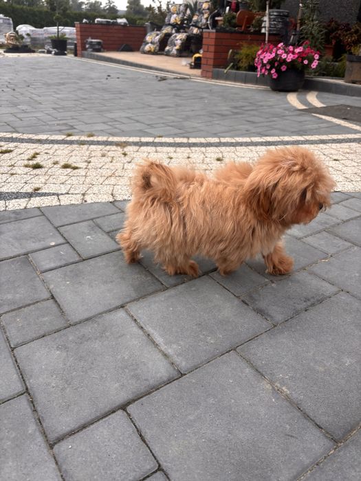Maltipoo hybryda maltańczyk-pudel toy chłopiec