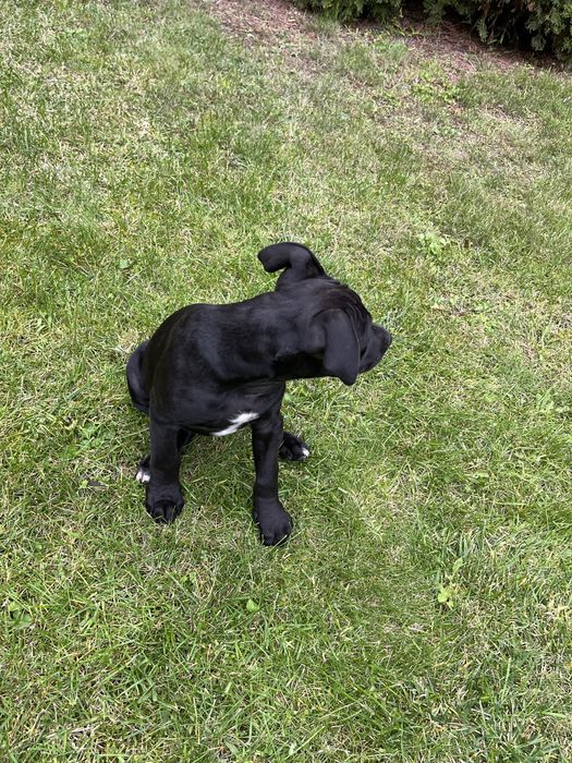 Suczka rasy Amstaff
