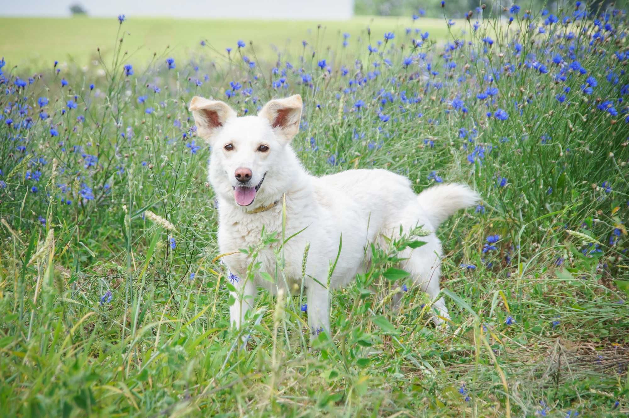 Enter- psiak w typie białego corgi do odpowiedzialnej adopcji.