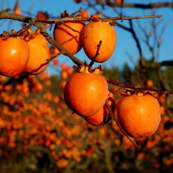 Саджанці екзотичний рослин.  Гранат, Ківі, Лимон, Інжир, Хурма