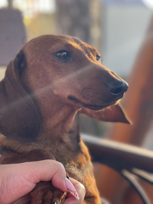 Девочка такса в семью