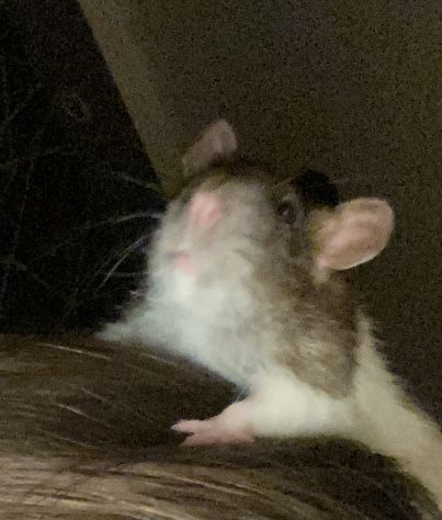 oddam w dobre ręce szczura