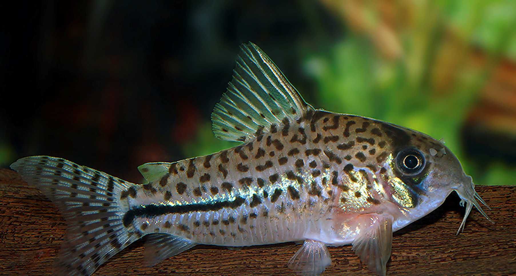 Kirysek Bonda - Corydoras bondi - Kirys - dowóz, wysyłka