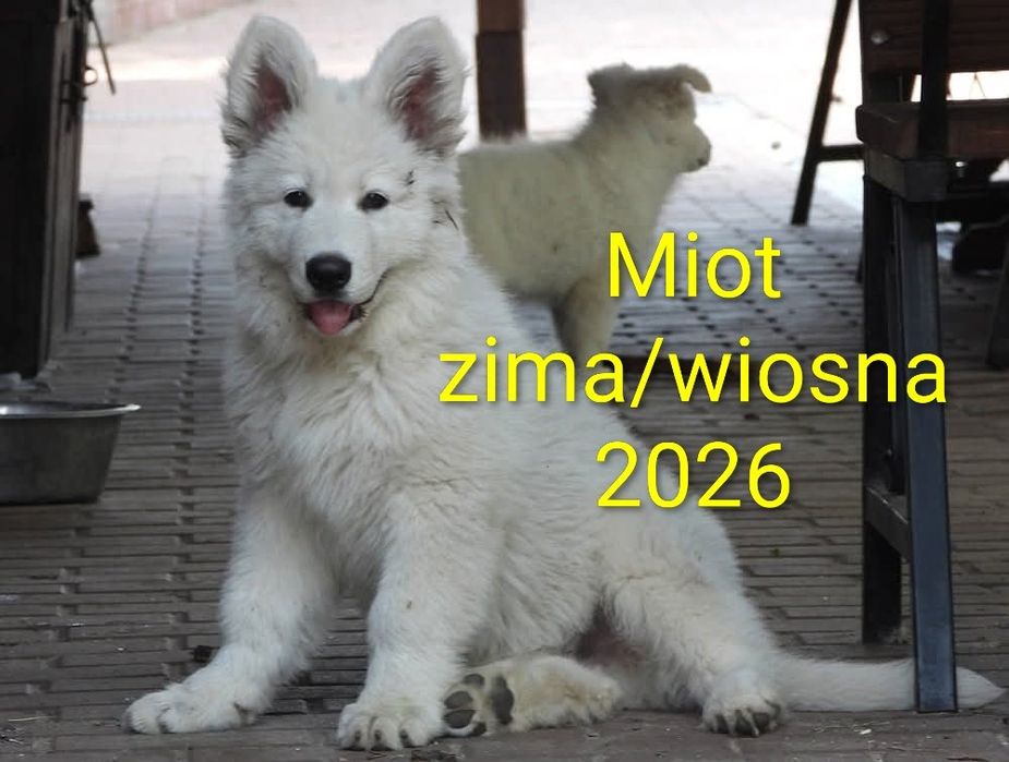 Biały Owczarek Szwajcarski zapowiedź miotu