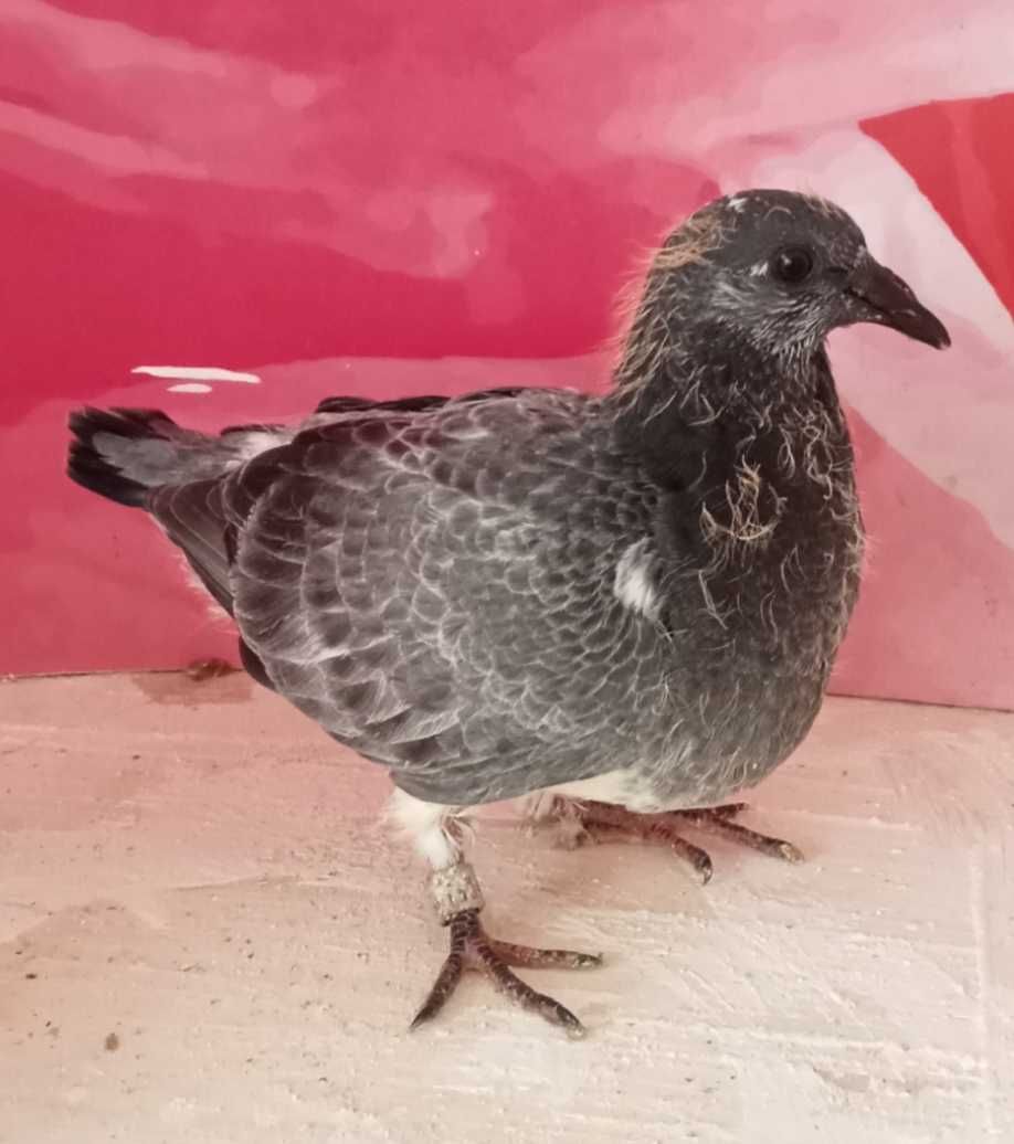 Lindo pombo correio borracho linhas fundo