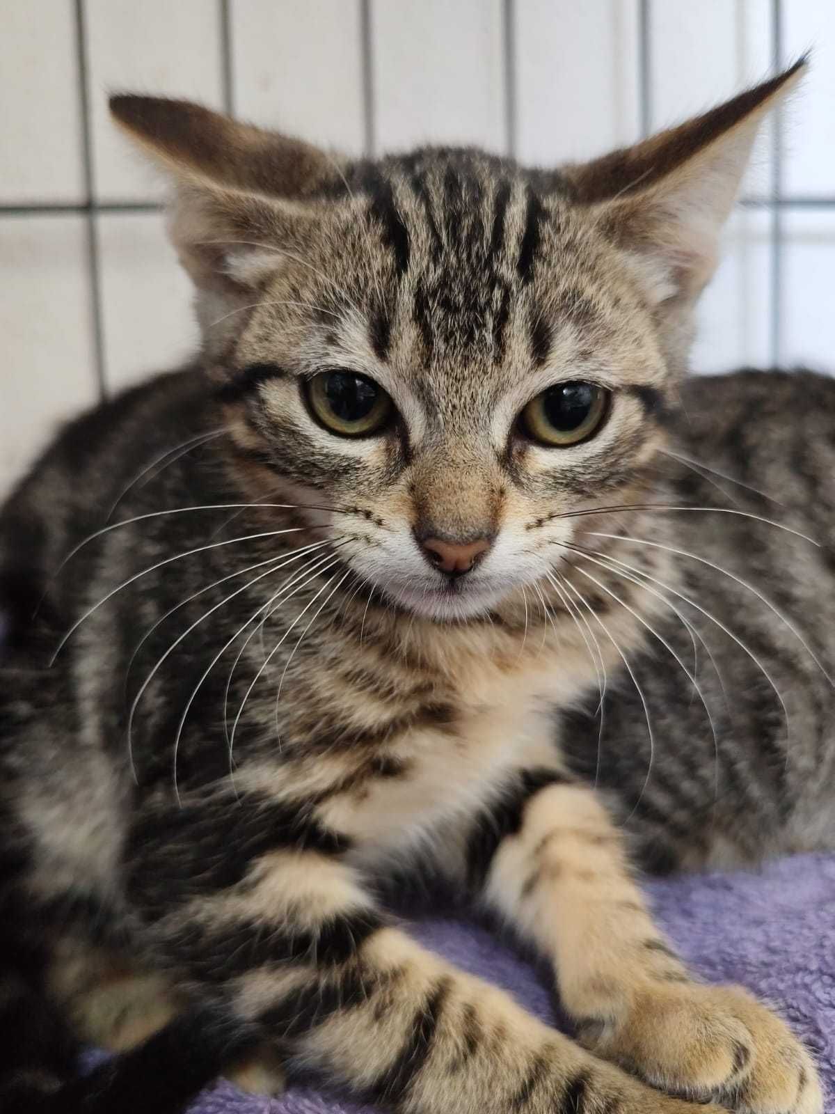 3 GATINHAS DISPONÍVEIS