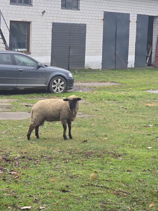 Baran owca czarnogłówka