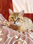 Котик, котеня, кошеня, котёнок
