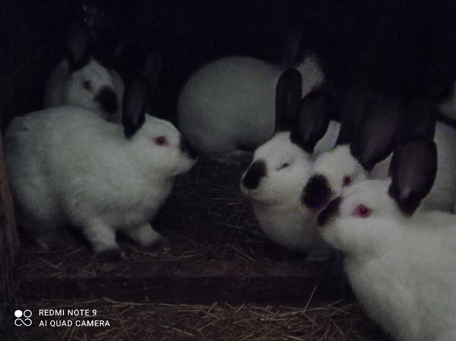 Króliki kalifornijskie