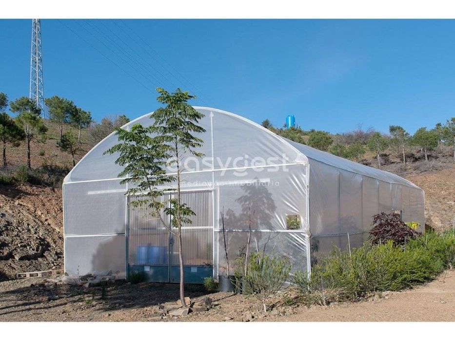 Terreno rústico com 5,6 ha com plantação de pinheiro perto de Cacela