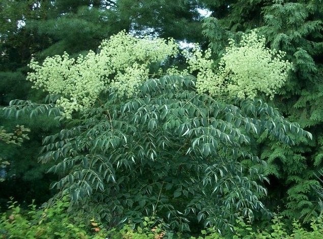 Drzewko egzotyczne - Aralia japońska sadzonki 90 - 100cm