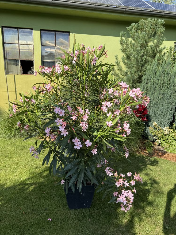 OLEANDER 2 metry