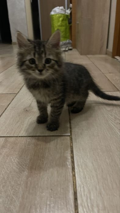 Кошенята, котики