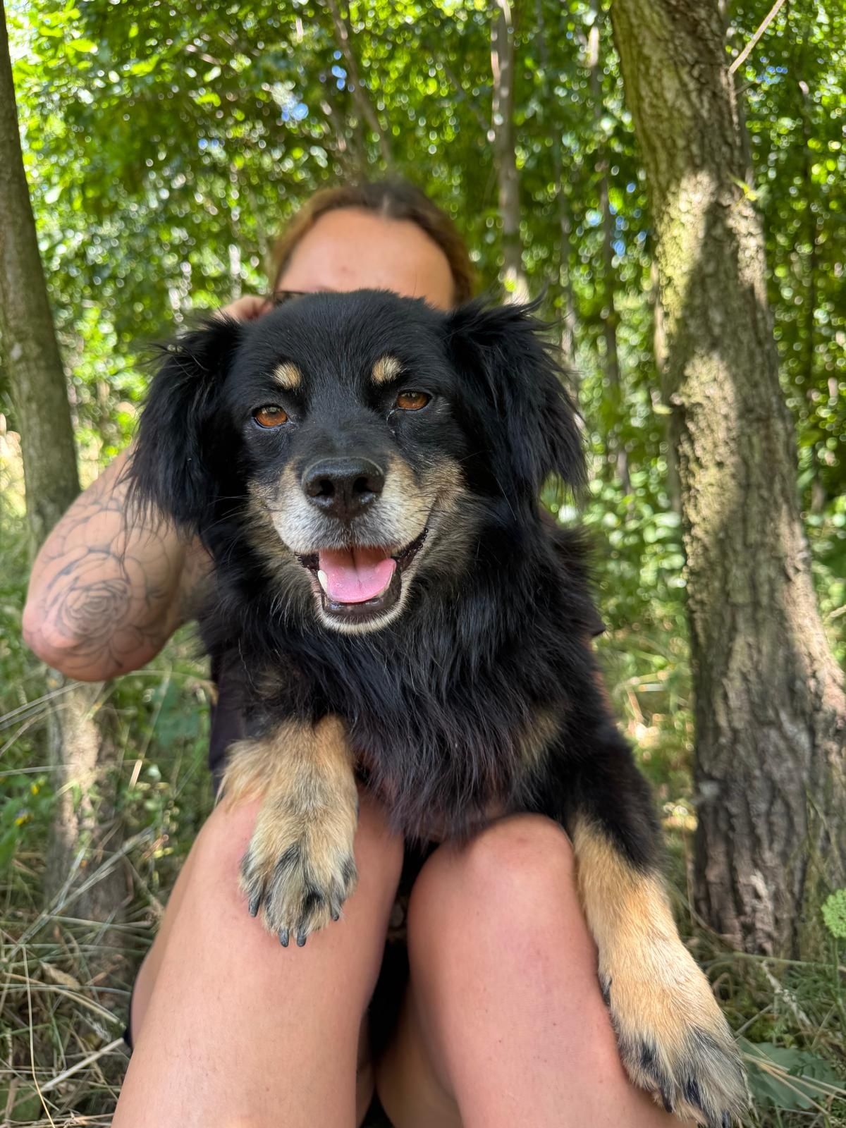 Mały samiec do adopcji