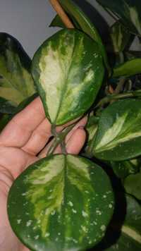 Hoya obovata variegata picta hoja