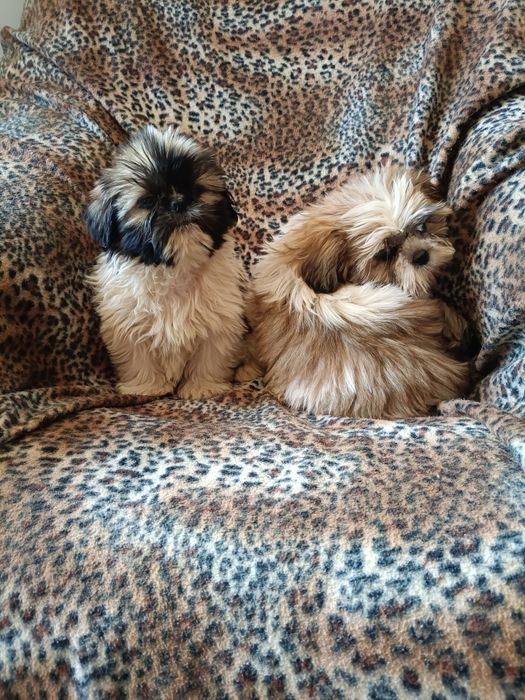 Shih tzu szczeniak piesek