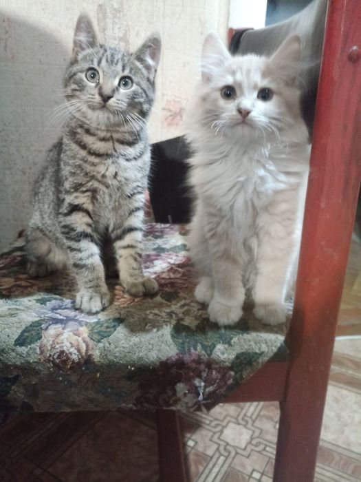 Отдам котят. Котик и кошечка.