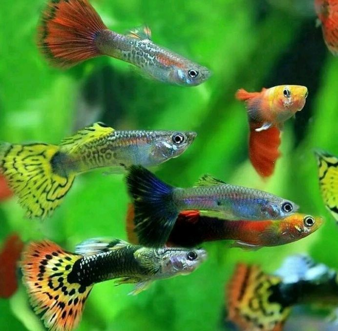 Рибки для акваріума